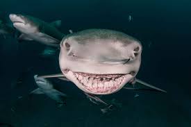 Der grönlandhai hält sich meistens in kalten gebieten auf. Spatzunder Schillerlocke Schleifpapier 12 Fakten Uber Haie Wwf Blog