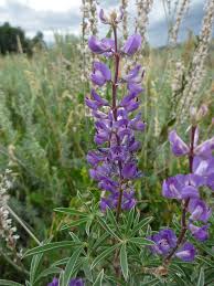 Image result for Lupinus mexicanus