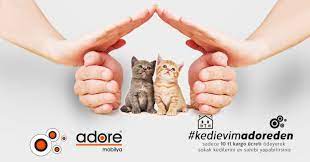 Adore den aldığım kedi evi geldi. Adore Mobilya Kedi Evi Toplu Konut Dagitimi Basliyor Kelimeler Benim