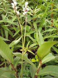 Image result for Pentodon pentandrus