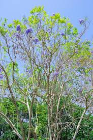 Chitarre e bassi elettrici di liuteria, strumenti disponibili in vendita, assistenza, riparazioni, setup, customizzazioni. Jacaranda Cuspidifolia Monaco Nature Encyclopedia