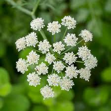 Image result for Pimpinella afra