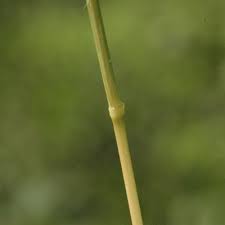 Image result for Sporobolus panicoides