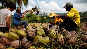 Cocoa harvest season featured in. Coconut Harvest Edward Sons Trading Co