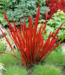 Wo gräser im garten stehen ist auch bewegung. Ziergras Red Baron Japanisches Blutgras Real De