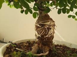 How To Collect Material For Bonsai Air Layering Olive Tree Olea Sylvestris Youtube Bonsai Tree Bonsai Grafting Fruit Trees