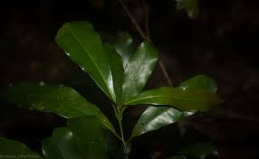 Image result for Beilschmiedia michelsonii