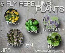 Can plants provide real solutions to bed bug problems? 5 Fly Repelling Plants Plants That Repel Flies Plants Planting Herbs