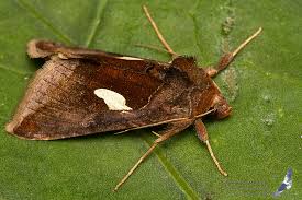 Image result for Autographa bractea