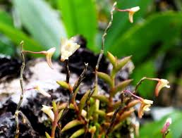 Image result for Ancistrorhynchus clandestinus