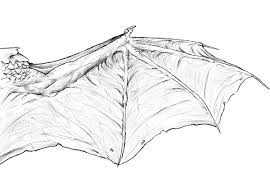 Taking Flight A Beginner S Guide Into Drawing Wings See more ideas about bat, drawing tutorials for kids, draw. a beginner s guide into drawing wings