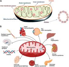 Check spelling or type a new query. Frontiers Recent Advances In Chemical Biology Of Mitochondria Targeting Chemistry