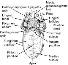 Tongue Medical Dictionary Medical Illustration Tounge