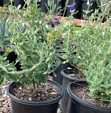 Image result for Perovskia atriplicifolia 'blue spire'