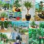 Bodhi Greens Plant Nursery from m.facebook.com