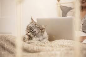 Cat consuma aerul conditionat pe caldura. Cat ConsumÄƒ Un Aer CondiÈ›ionat Despre Energie