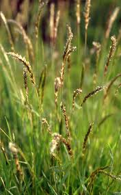 Image result for Anthoxanthum nivale