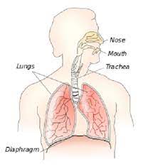 Exhale, pushing the last of the air out using your diaphragm and. Diaphragm Muscle Definition Anatomy Function Study Com