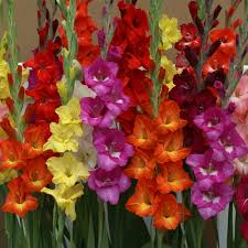 Image result for Gladiolus hollandii