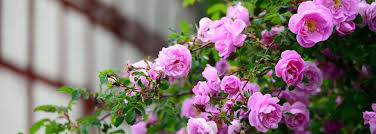 Recipes from modern comfort food! Ahrens Sieberz Gartencenter In Siegburg Rosen