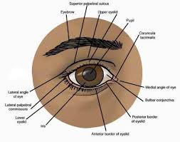 Astrology Vedic Science Eye Diseases Or Blindness In