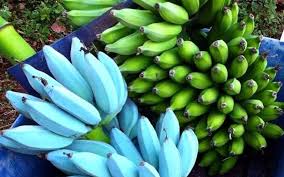 Everything about the blue java banana seems like a hoax: Musa Ice Cream Banana Blue Java Selten Kaufen Auf Ricardo
