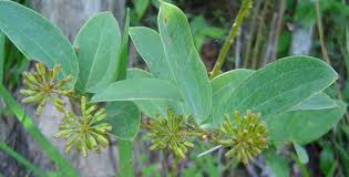 Image result for Smilax anceps