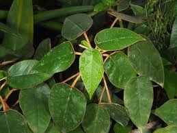 Image result for Melhania