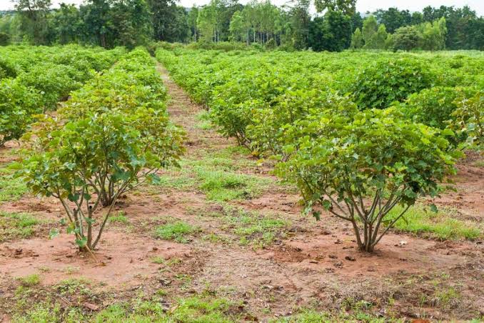 Jatropha Waromi Park Sets Out a Sustainable Investment Vision for Papua