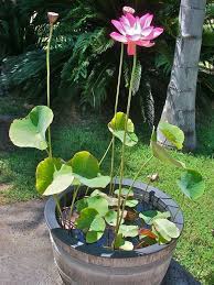 Pink Lotus In A Patio Container Pond Container Water Garden Ideas For The Yard Miniature Wat Container Water Gardens Garden Pond Design Small Water Gardens