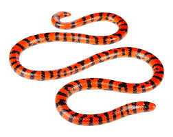 Discover the world of snakes. Snakes Of Ecuador Tropical Herping