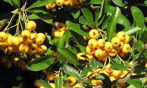 Image result for Pyracantha coccinea soleil d'or