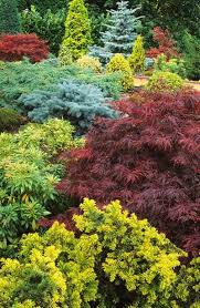 The October Landscape Japanese Maple And Conifers Evergreen Landscape Front Yard Evergreen Landscape Landscaping Shrubs