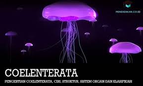 Check spelling or type a new query. Pengertian Coelenterata Ciri Struktur Organ Klasifikasi