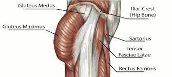 I always found a diagram of the human body to be very useful when it came to training. It S All About The Glutes Open Health Clinic