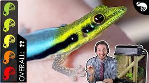 Neon Day Gecko The Best Pet Lizard Youtube