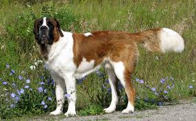 Empaillée, sa tête est accrochée sur un mur les anglais possèdent également le plus gros chien du monde et contestent donc aux américains ce record. Les 10 Races De Chiens Les Plus Grands