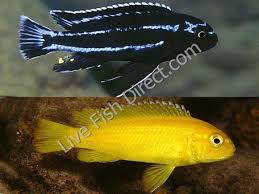 Image result for Humularia meyeri-johannis