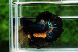 Nice Betta Thailand Co Ltd Betta Fish For Sale Siamese Fighting Fish In 2020 Betta Fish Betta Betta Fish Tank