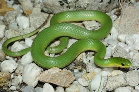 Maybe you would like to learn more about one of these? Smooth Greensnake Opheodrys Vernalis Amphibians And Reptiles Of South Dakota