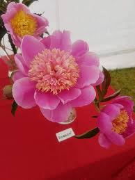 Maybe you would like to learn more about one of these? Peony The Thornless Rose Garden Pearls