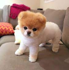 boo the pomeranian einst der susseste hund der welt stirbt boo der einst hund pomeranian stirbt susseste welt deutscher spitz susse hunde spitz welpen