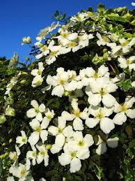 Clematis terniflora is a perennial climber growing to 5 m (16ft 5in) at a fast rate. Clematis