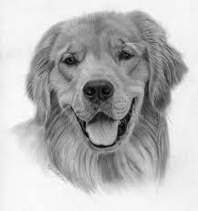 A high tail wagging in wide arches from side to side is a playful wag. Drawing Lesson How To Draw A Golden Retriever Dog Face Drawing Golden Retriever Drawing Dog Drawing