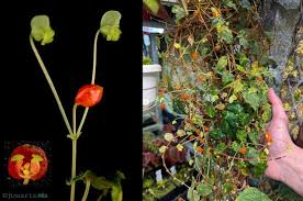 Image result for Begonia rumpiensis
