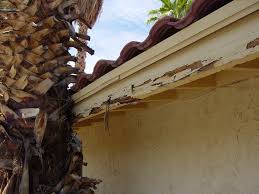Some might even live in your sinks and drains. Termite Signs Infestation Phoenix Az Blue Sky Pest Control
