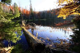 Things to do near nationalpark bayerischer wald. Nationalpark Bayerischer Wald