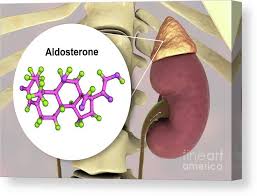Image result for Aldosterone
