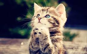 Jangan lupa subscribe like dan comment. Bikin Gemes Aksi Kucing Berdoa Sebelum Makan