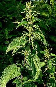 Stinging Nettle Urtica Dioica In Nova Scotia Stinging Nettle Plants Growing Vegetables In Containers